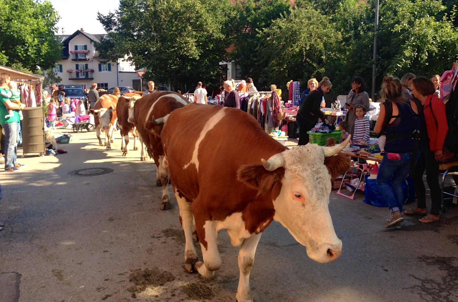 Flohmarkt Farchach Kühe