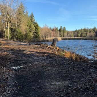 Kahlschlag am Schwarzweiher