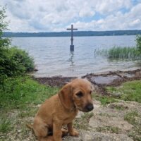 Hund findet fehlendes Kreuz