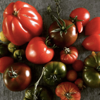 5.9.: Tomatenverkostung beim OGBV
