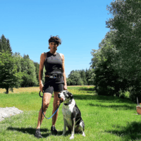 Kleinanzeigen: Hundetraining