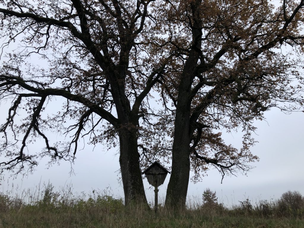 Das 18. Bäumchen die Eichen vom Breitenloh QUH