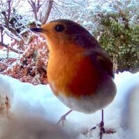 10.-12.1.: Die Stunde der Wintervögel 2025