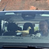 Phalsbourg zu Gast in Berg