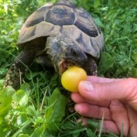 Die Schildis Urmel und Murmel suchen ein neues Zuhause