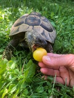 Die Schildis Urmel und Murmel suchen ein neues Zuhause