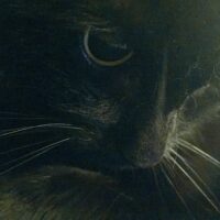 Dorf der Katzen