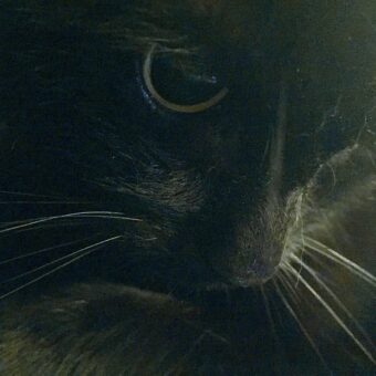 Dorf der Katzen