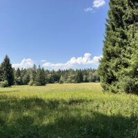 Was vom Wolf … Was vom Wolf …