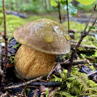 In die Pilze – Fragen an einen Experten