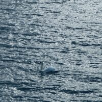 Vor der Steuererhöhung: die Erhöhung der Abwassergebühren