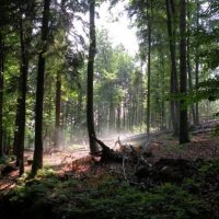 Lichtung: Der Bund Naturschutz lädt zum Vortrag