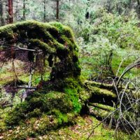 Das 3. Bäumchen: eine umgestürzte Fichte im Wald vor Höhenrain