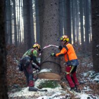 Der Baum kommt