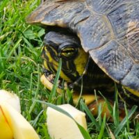 Schildkröte gefunden!