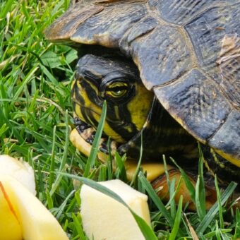 Schildkröte gefunden!