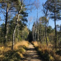 Das 6. Bäumchen: die Birken vom Hochmoor
